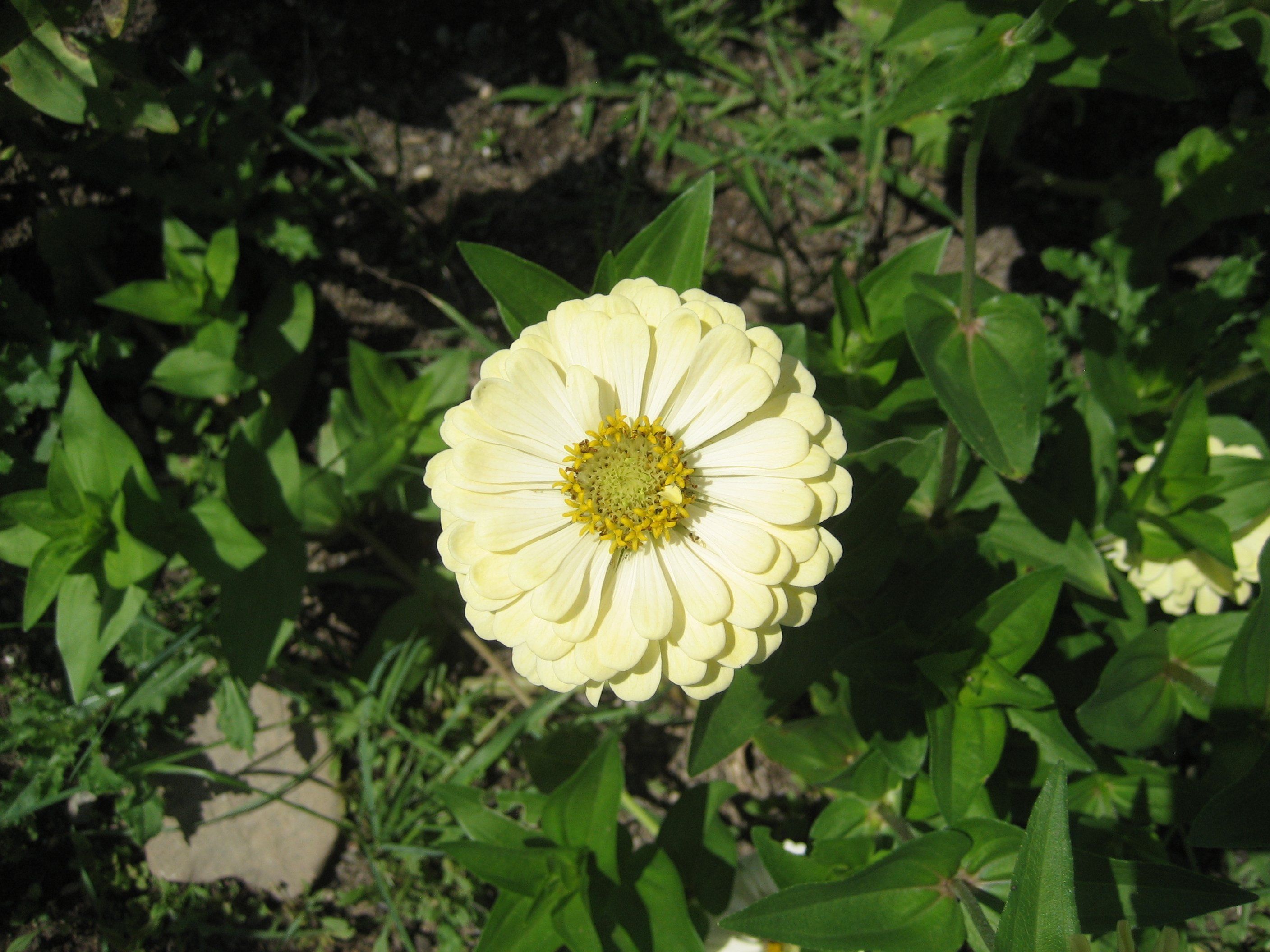 Polar Bear Zinnia vendor-unknown