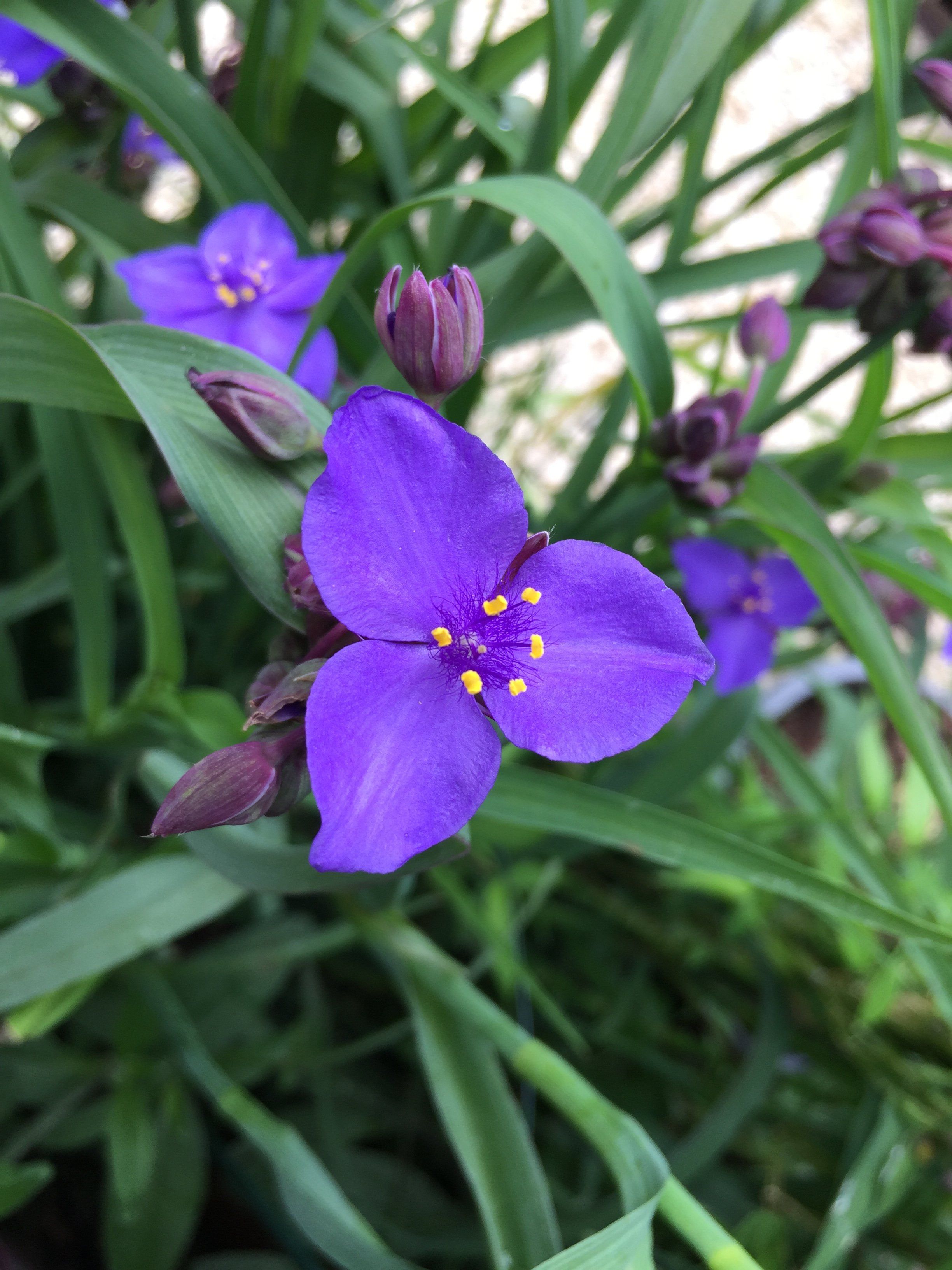 Pollinator Petal Patch vendor-unknown