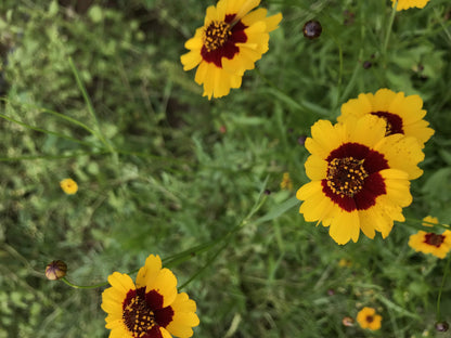 Pollinator Petal Patch vendor-unknown