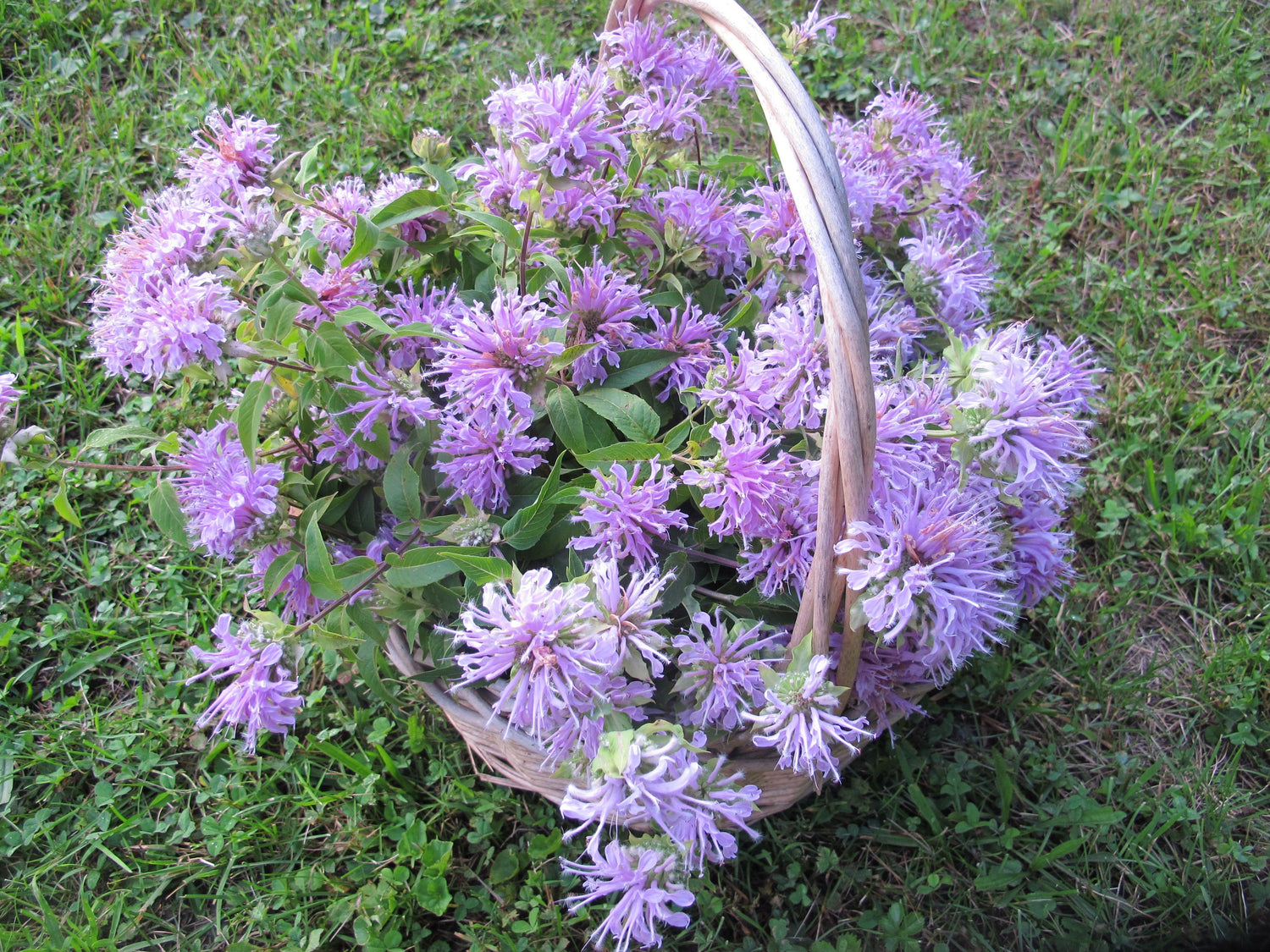 Pollinator Petal Patch vendor-unknown