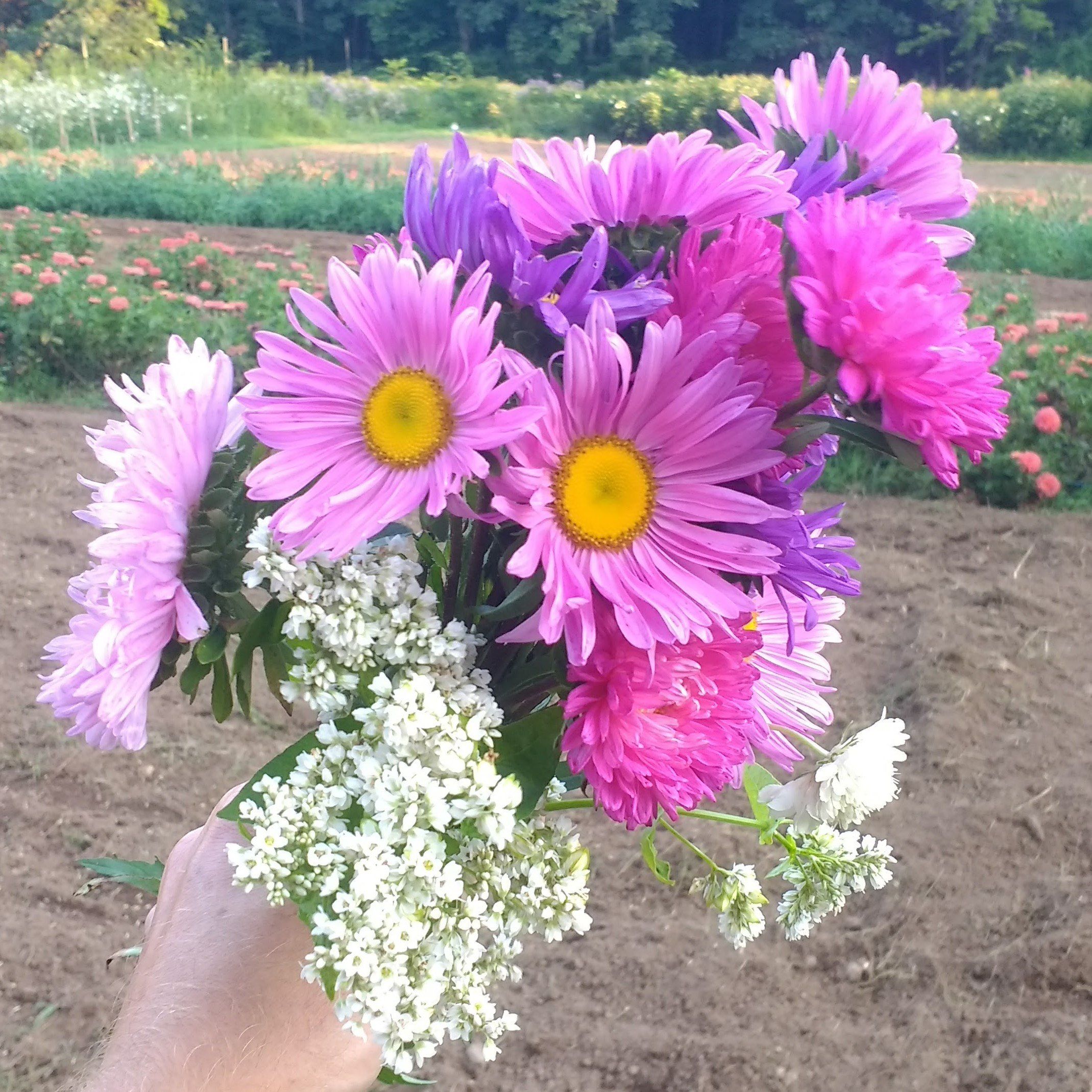 Powder Puff Aster vendor-unknown