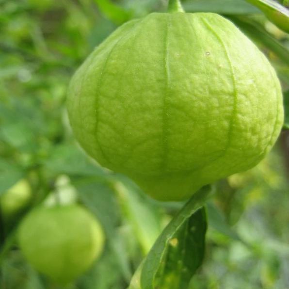 Puebla Verde Tomatillo vendor-unknown