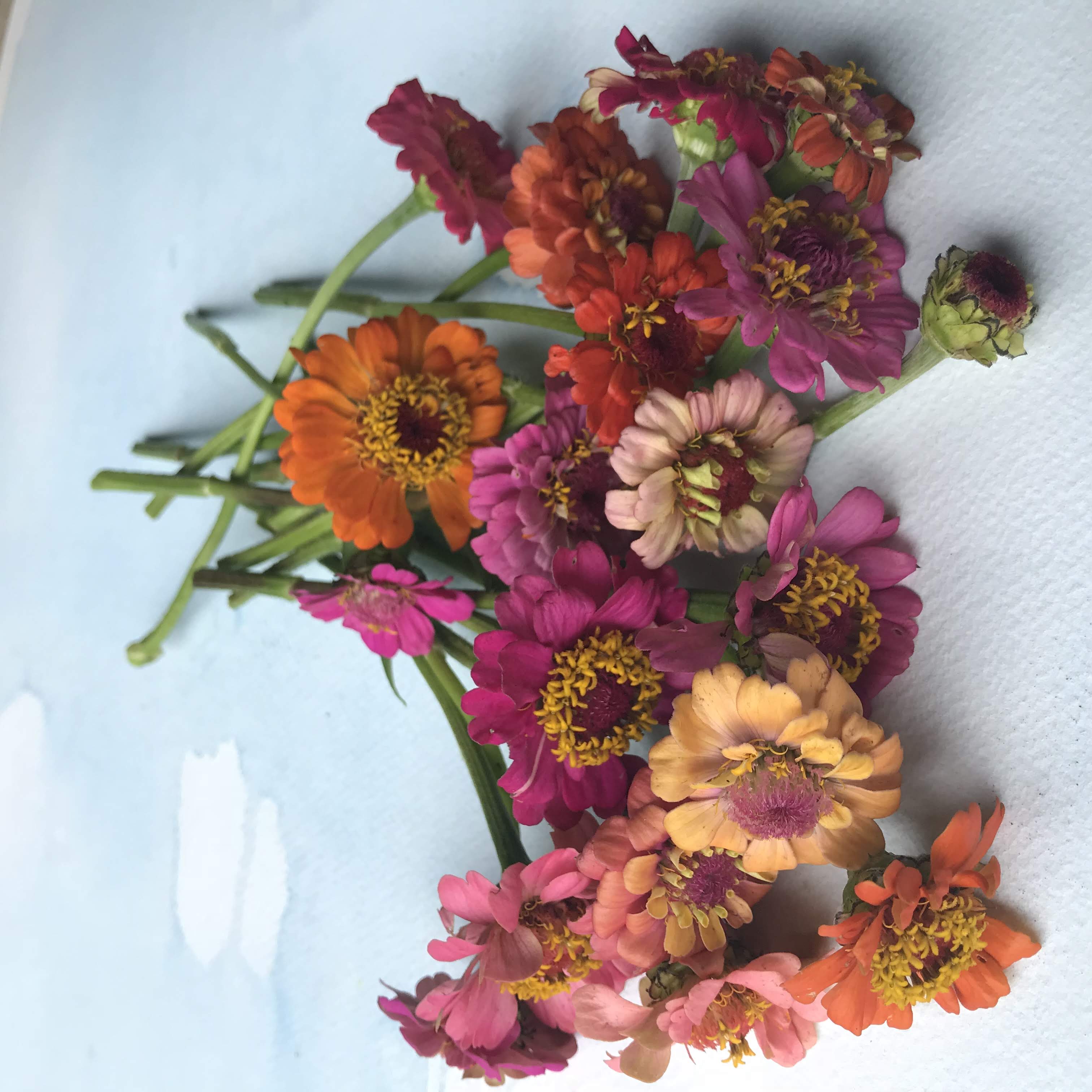 Pumila Mix Zinnia