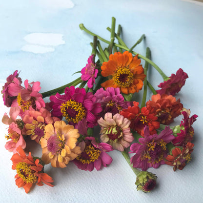 Pumila Mix Zinnia