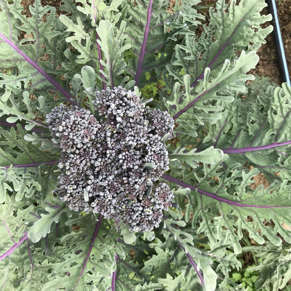 Purple-Peacock-Broccoli-vendor