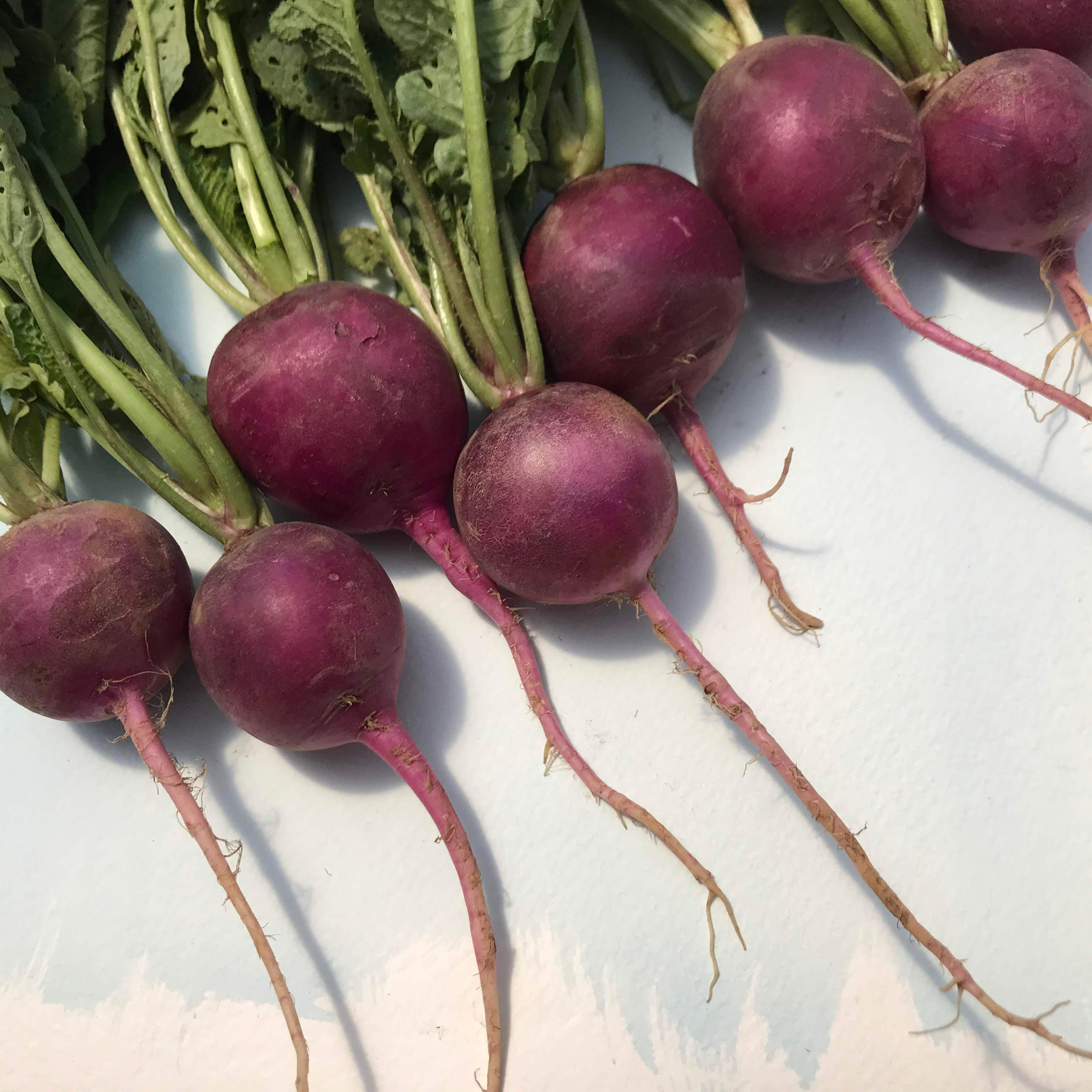 Purple Plum Radish Organic Seeds 1 Ounce / Organic