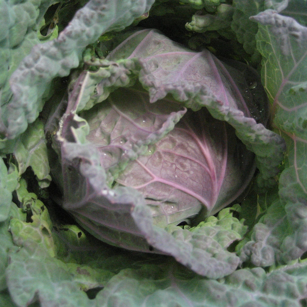 Purple Savoy Cabbage Seeds Hudson Valley Seed Company