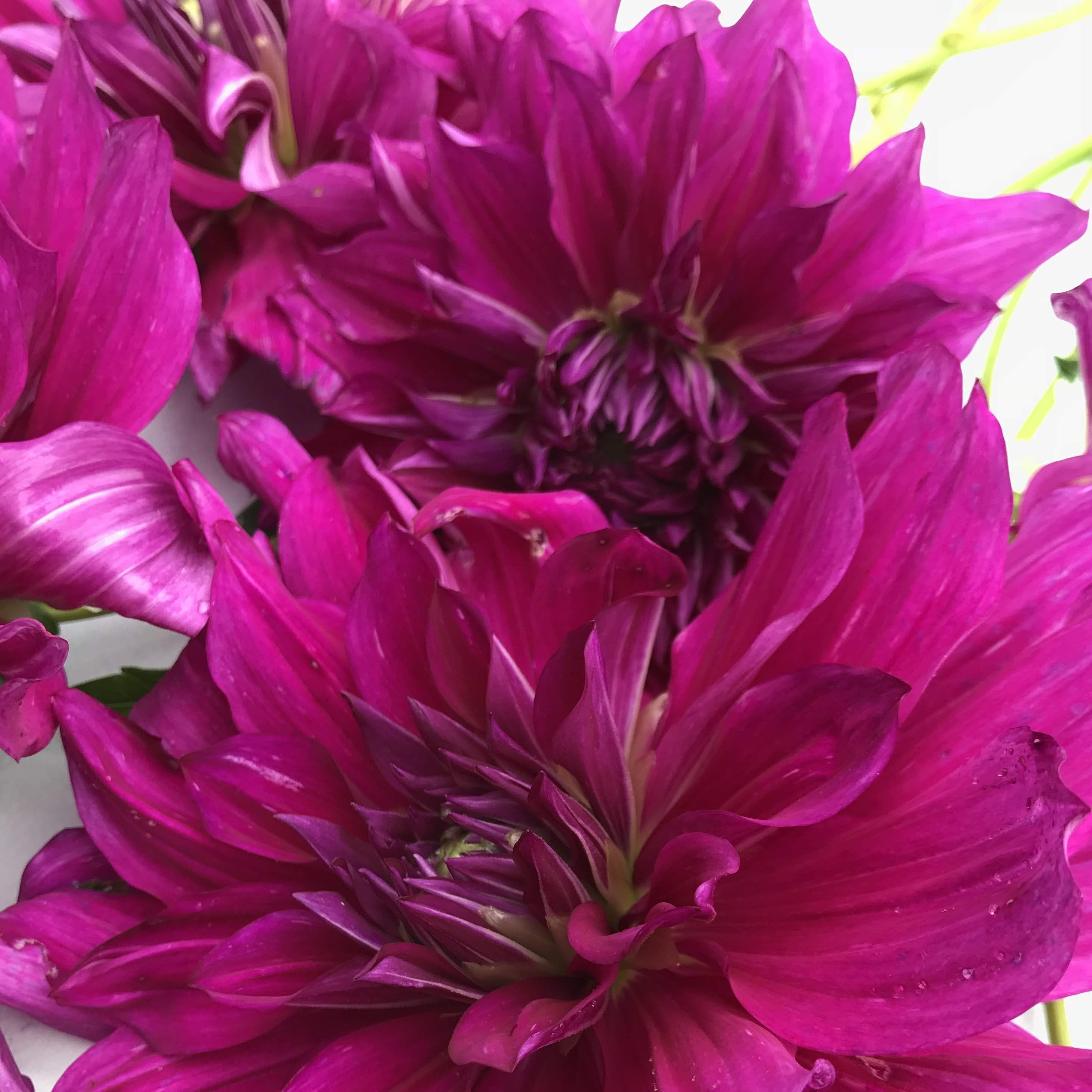 Purple Taiheijo Dahlia Tuber vendor-unknown