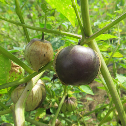plant tomatillo seeds Purple Tomatillo