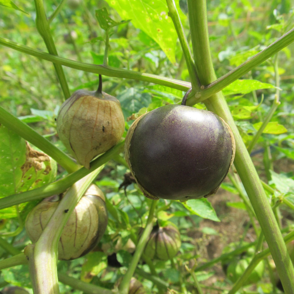 Purple Tomatillo vendor-unknown