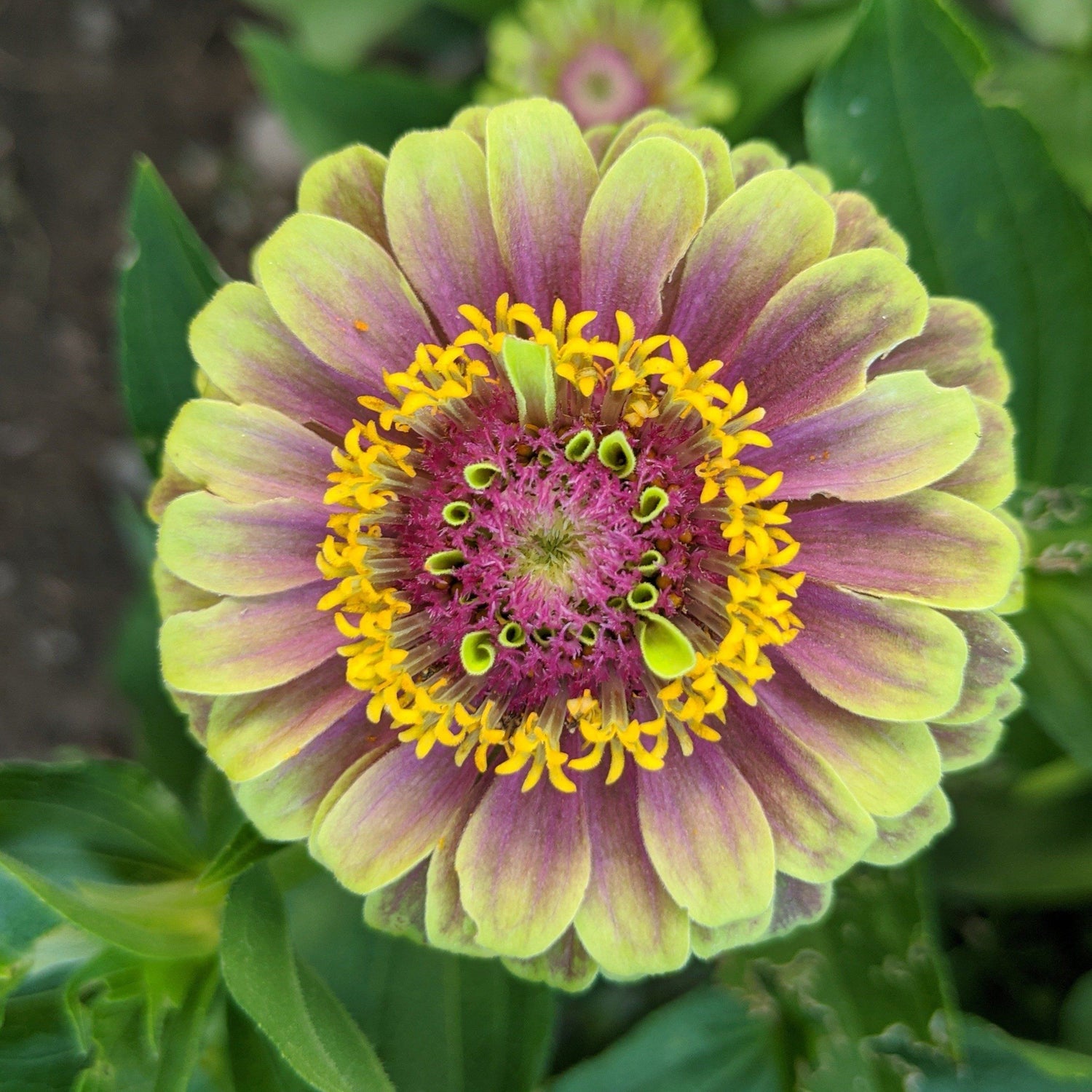 Queen Lime Blush Zinnia vendor-unknown