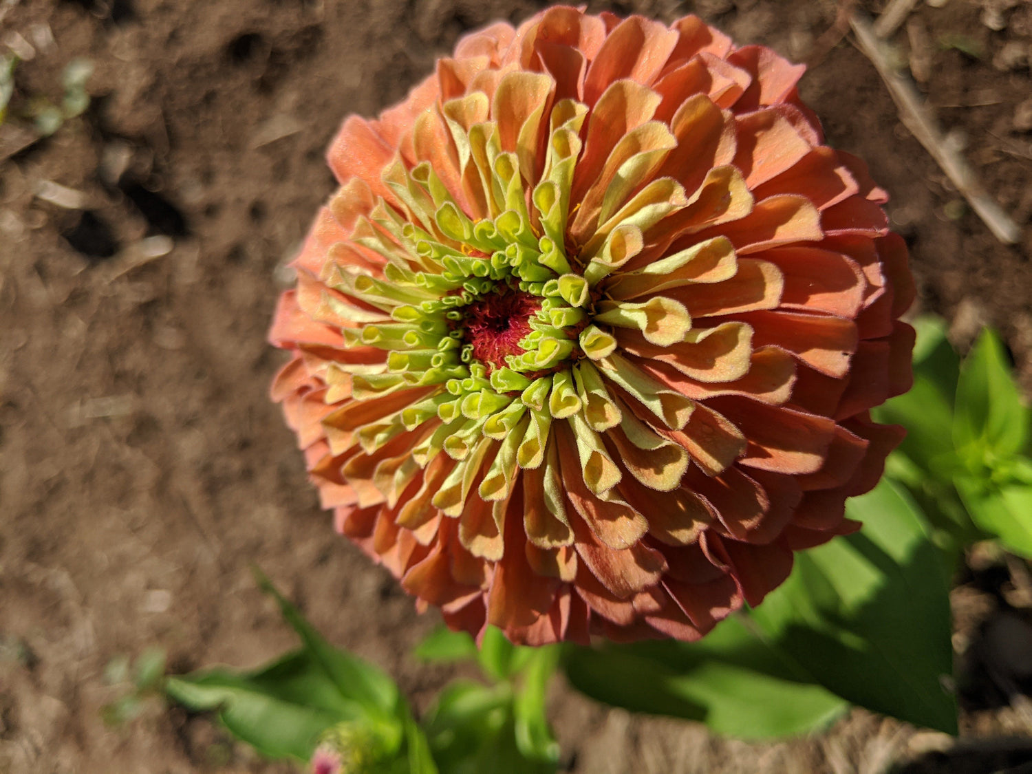 Queen Lime Orange Zinnia vendor-unknown