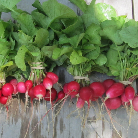 Radiant Radish Mix Organic Seeds – Hudson Valley Seed Company