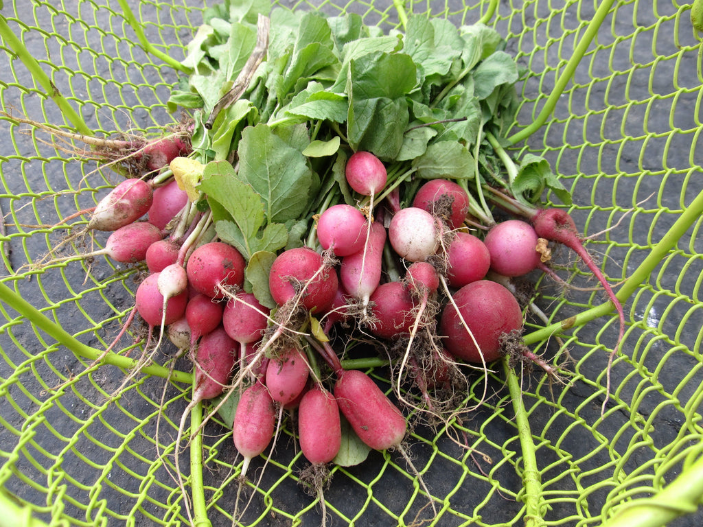 Radiant Radish Mix