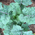 Rainbow Lacinato Kale vendor-unknown