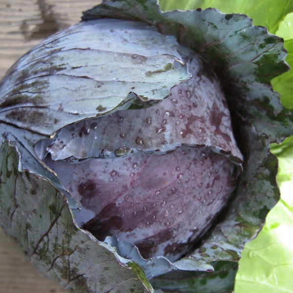 Organic Red Acre Cabbage (Brassica oleracea) – Annies Heirloom Seeds Organic Red Acre Cabbage (Brassica oleracea) – Annies Heirloom Seeds