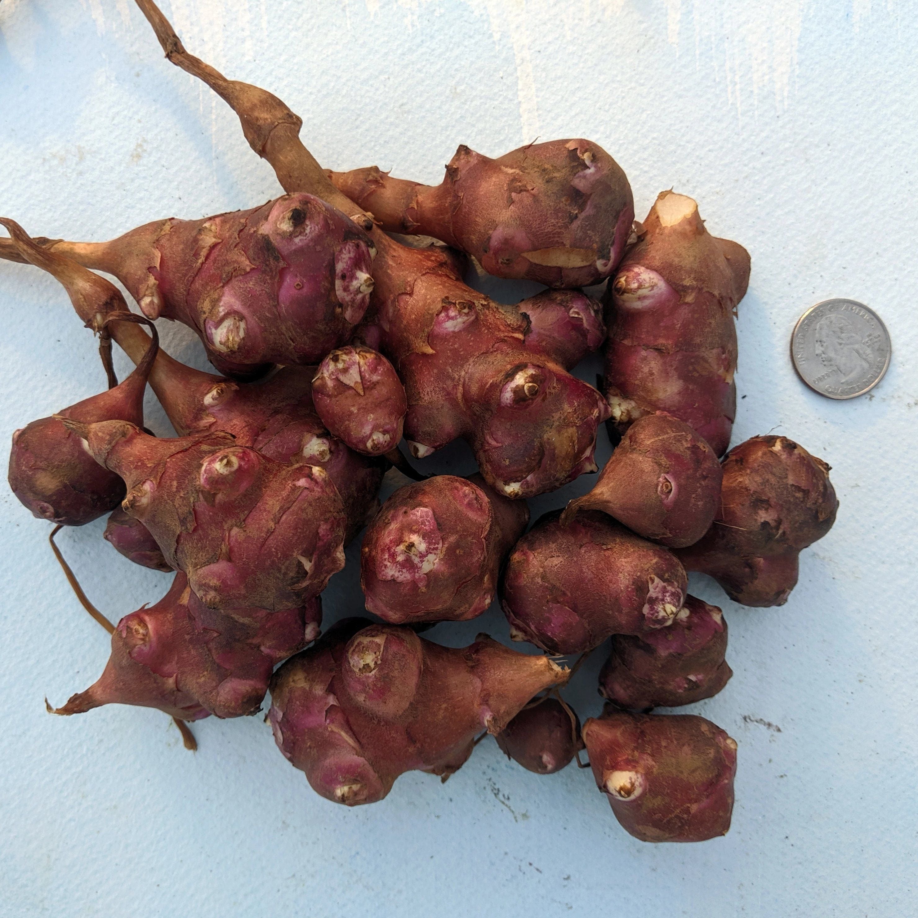 Red Fuseau Sunchoke vendor-unknown