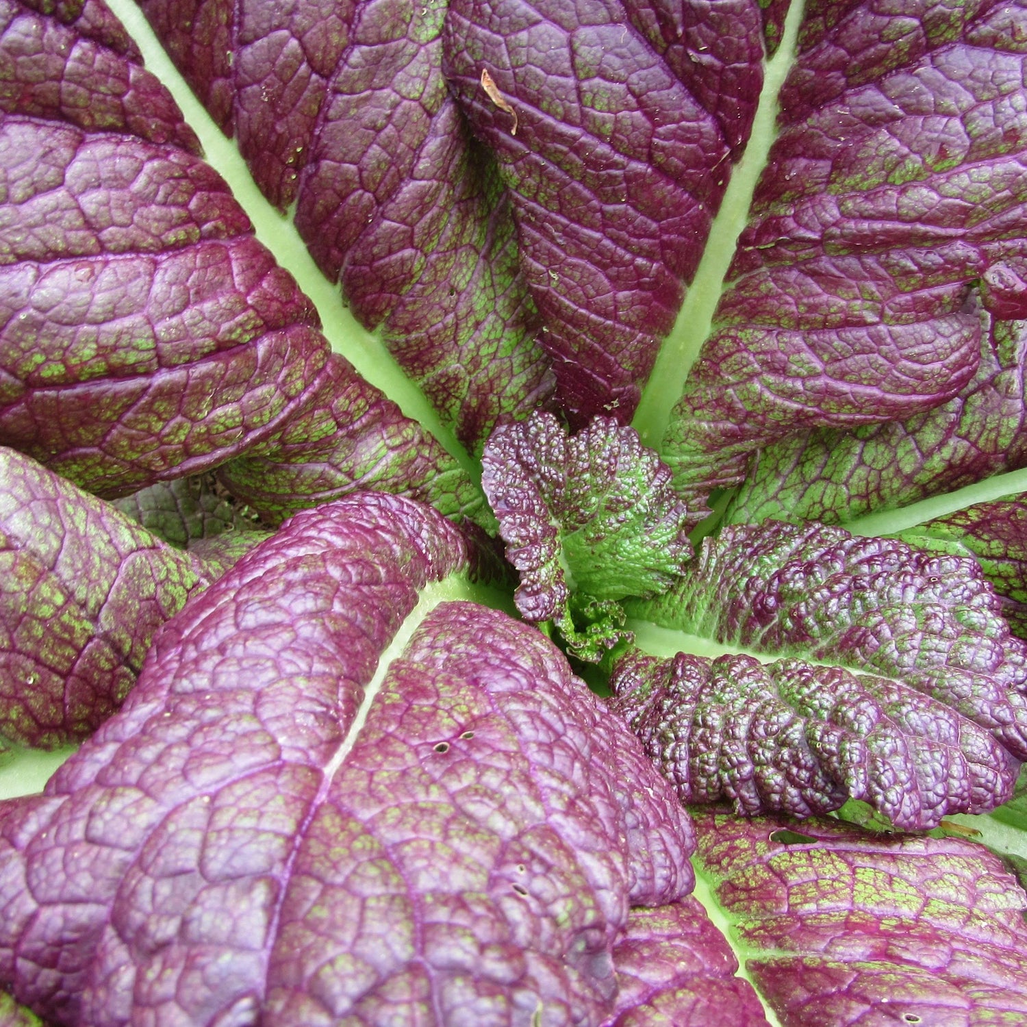 Red Giant Mustard vendor-unknown