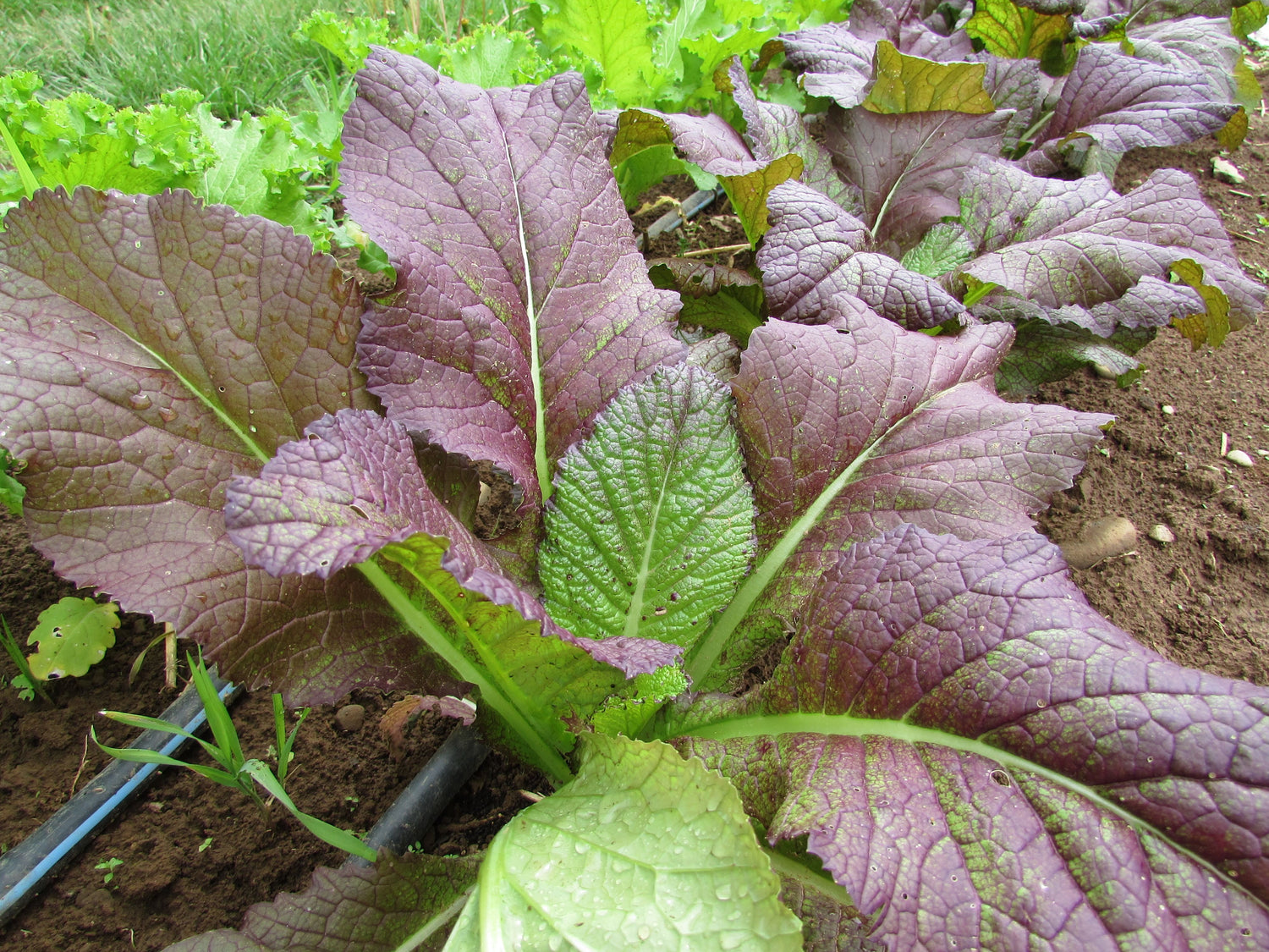 Red Giant Mustard vendor-unknown