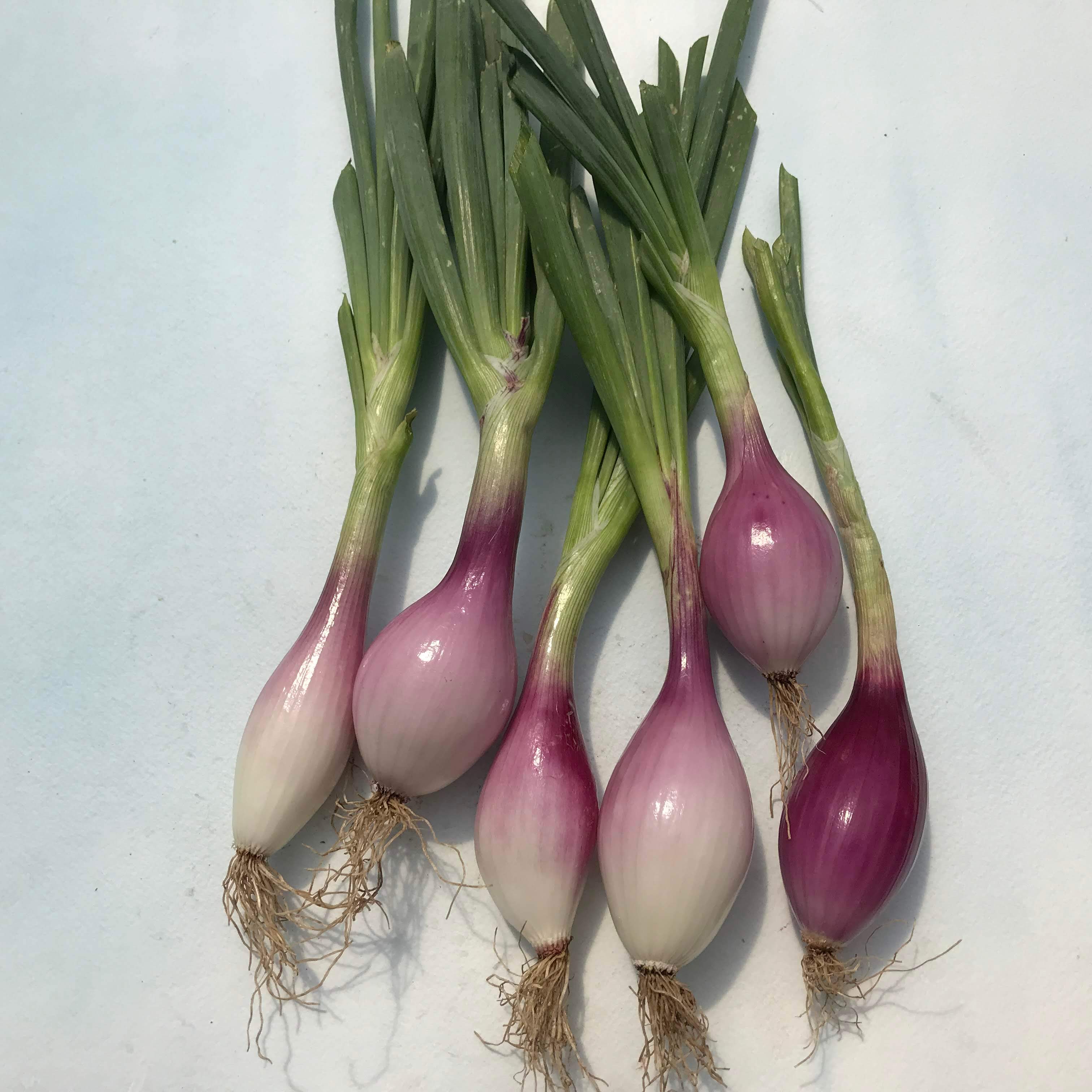 Red Long of Tropea Onion vendor-unknown