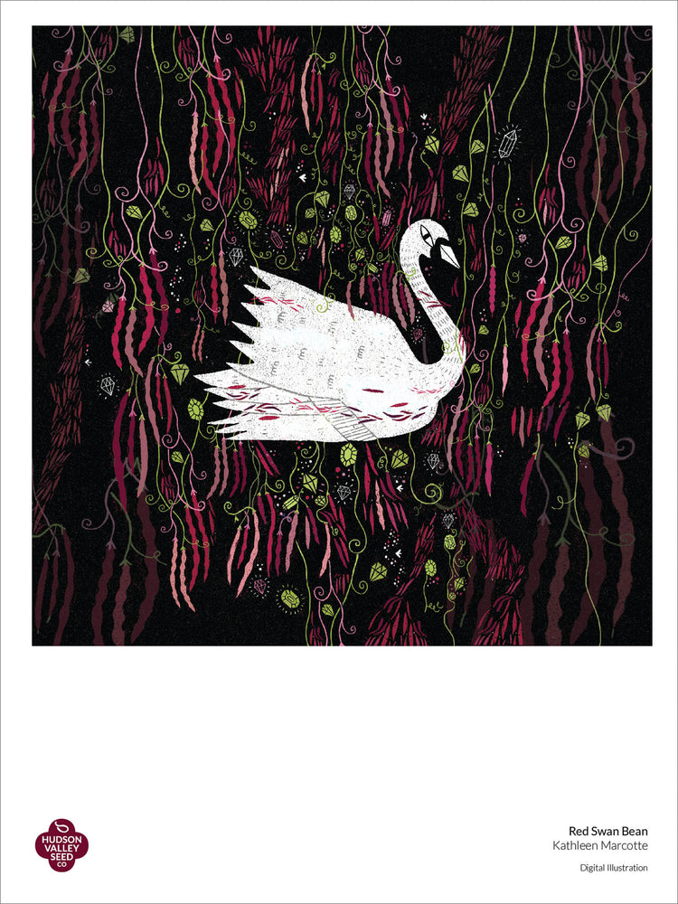 Red Swan Bush Bean Fine Art Poster