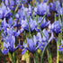 Rock Iris reticulata "Harmony" vendor-unknown