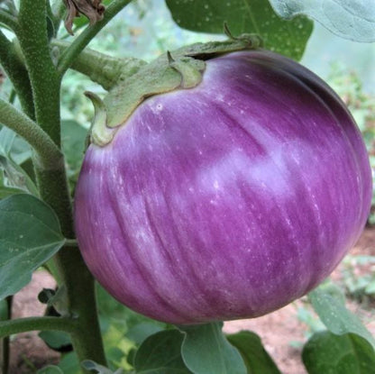 Rosa Bianca Eggplant vendor-unknown