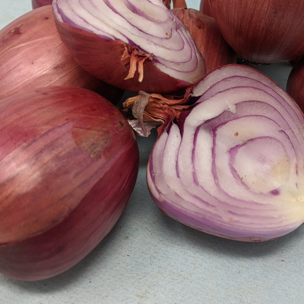 Shallot Rossa lunga di Firenze Onion Seeds - Price €1.95