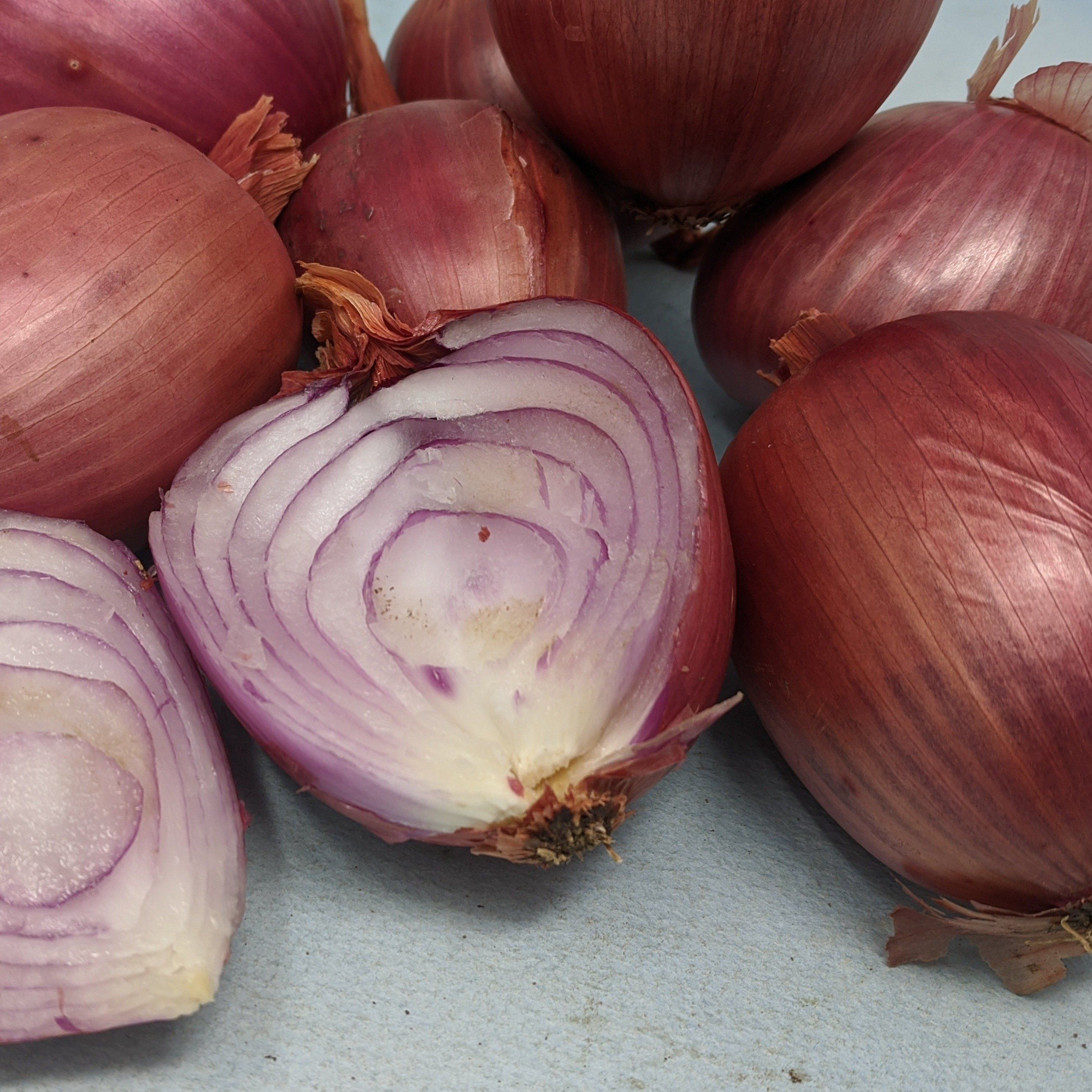 Rossa di Milano Onion vendor-unknown