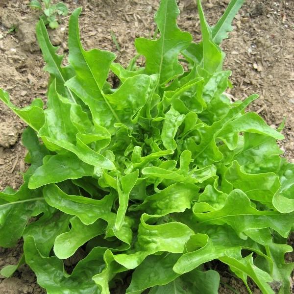 Royal Oakleaf Lettuce vendor-unknown