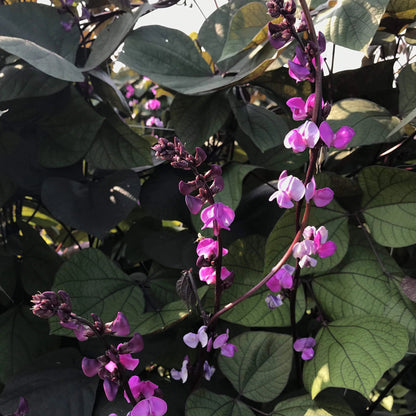 planting hyacinth bean vine seeds Ruby Moon Hyacinth Bean