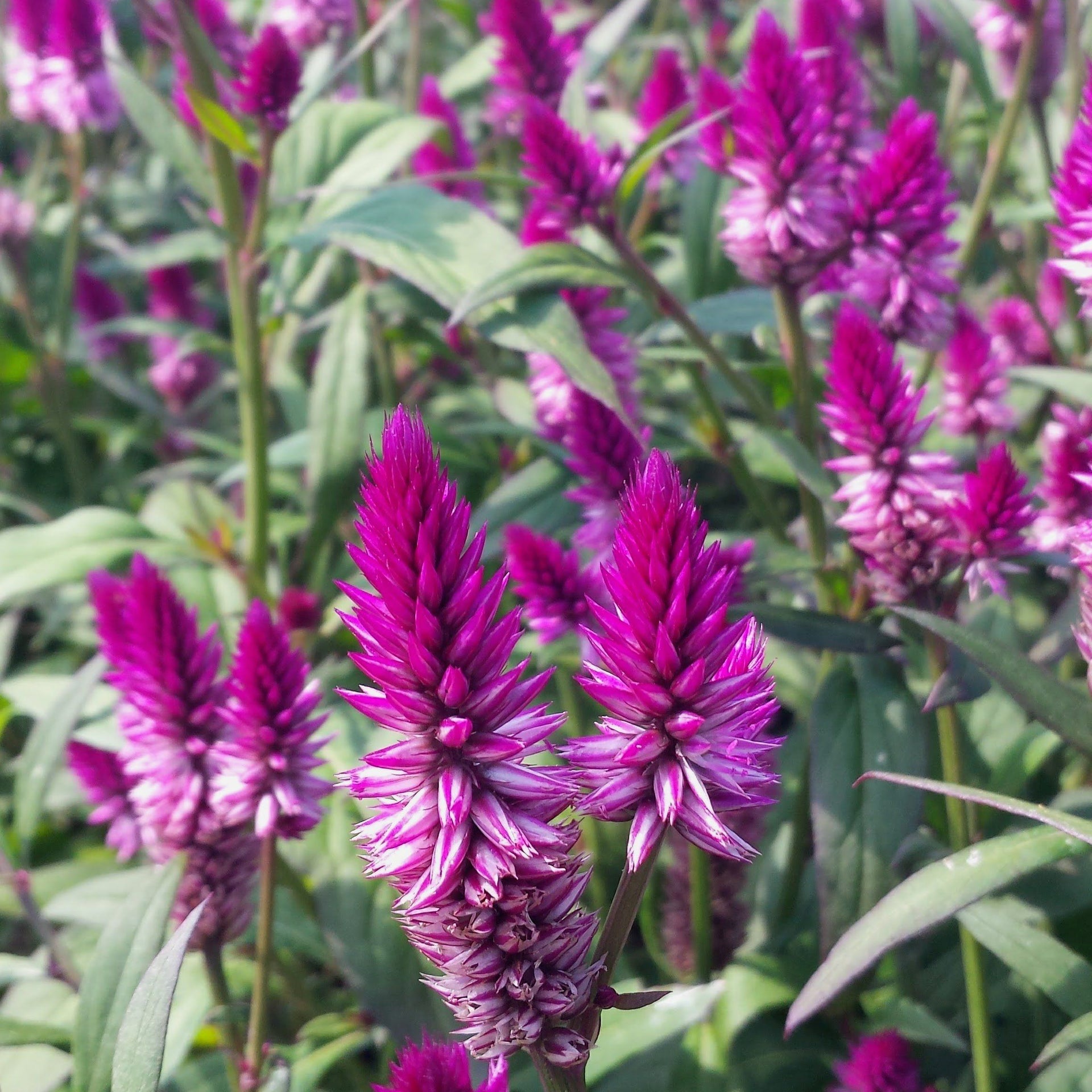 celosia plant Ruby Parfait Celosia