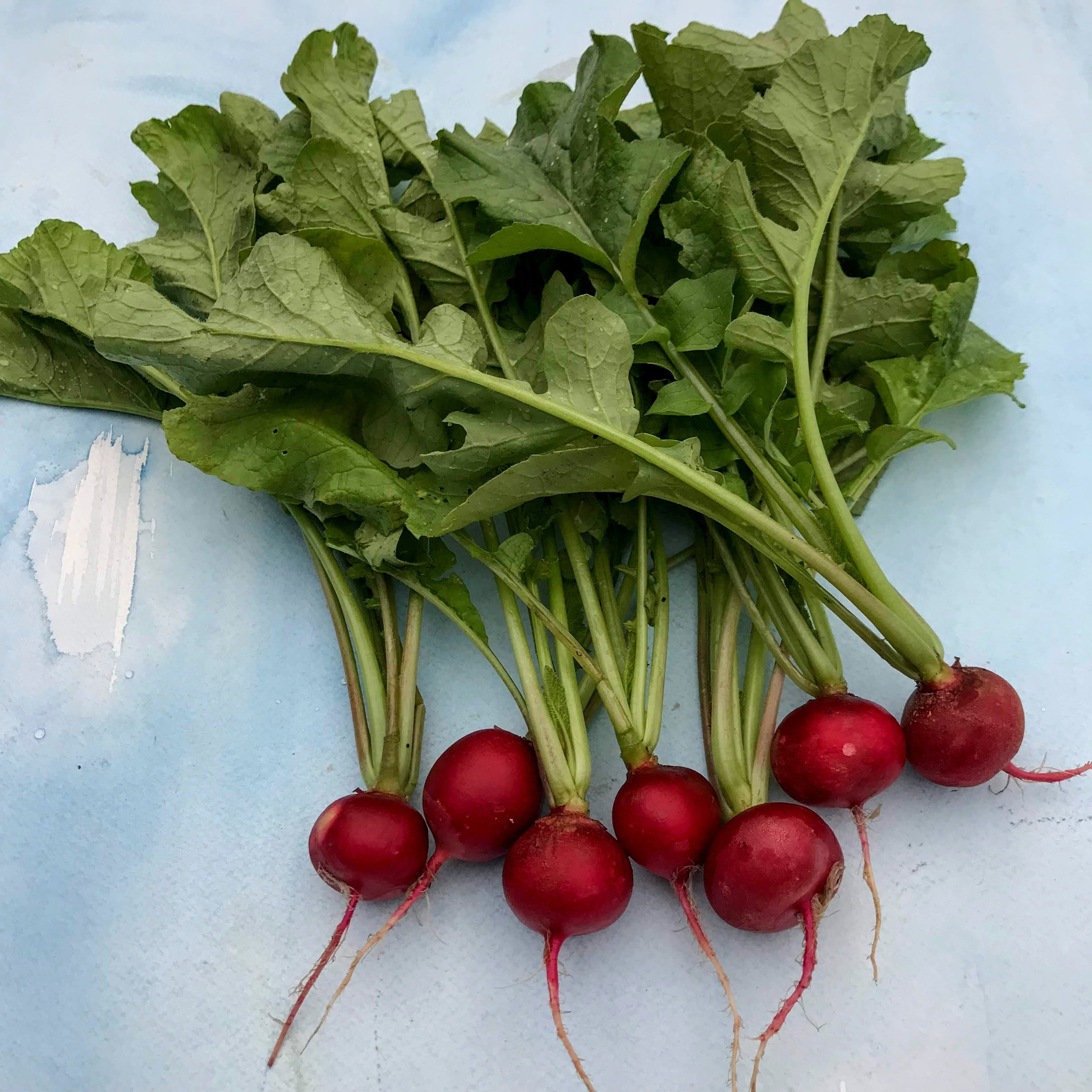 Rudolf Radish vendor-unknown