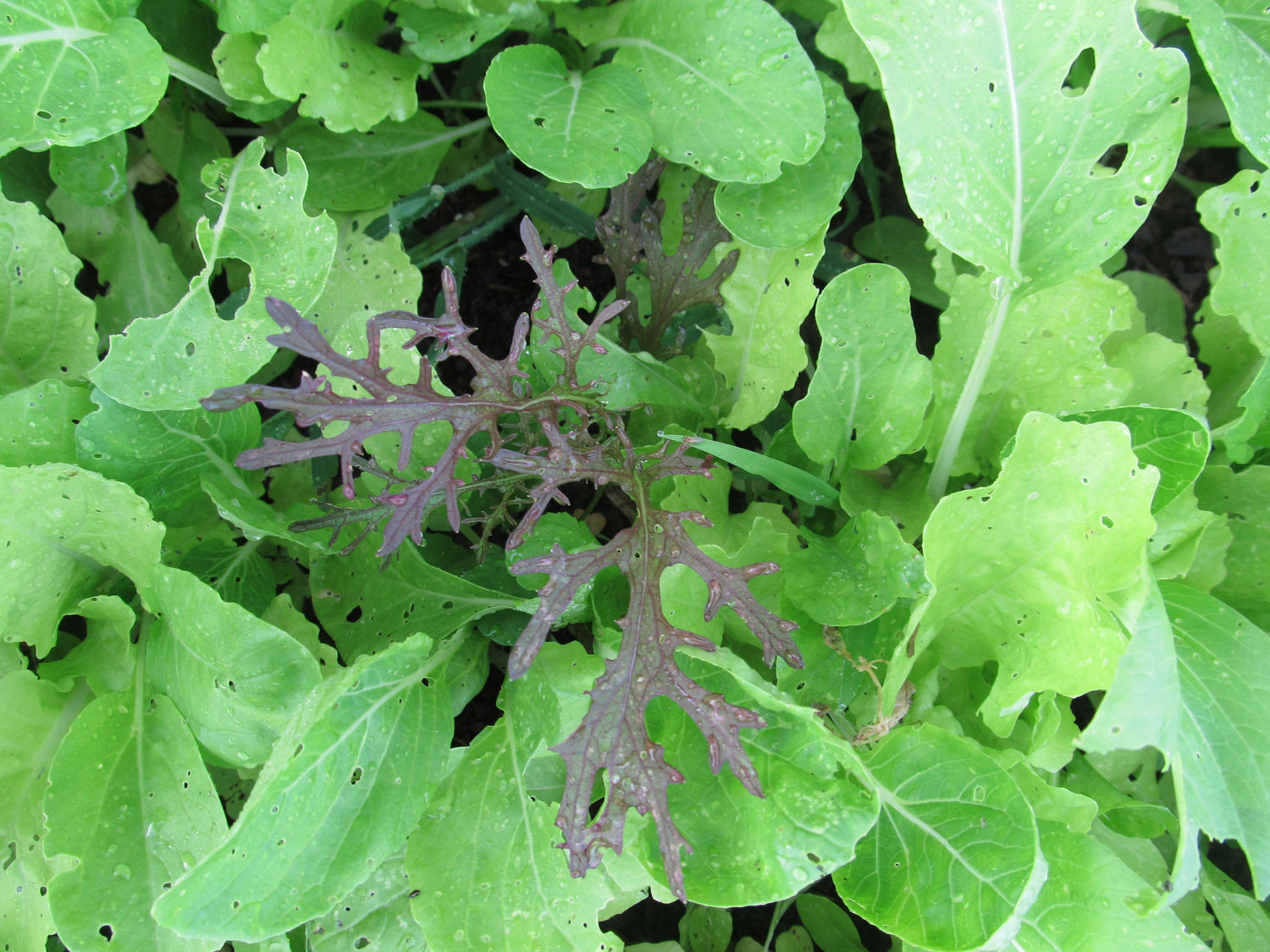 Salad Savor Mix vendor-unknown