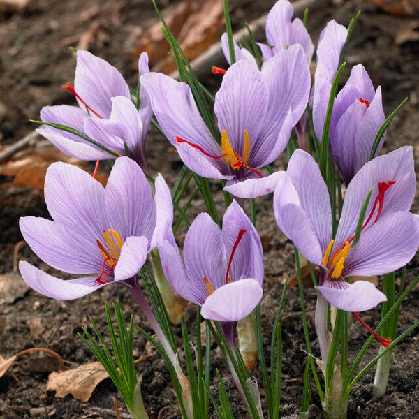 saffron flower seeds price Saffron Autumn Crocus
