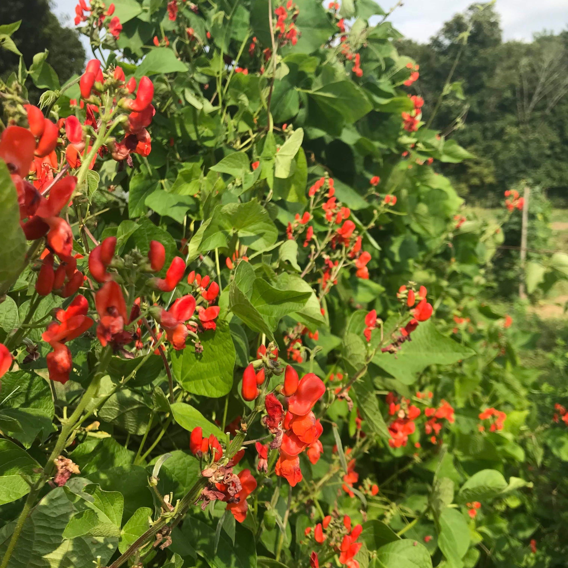 plant runner bean seeds Scarlet Emperor Runner Bean