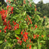 Scarlet Emperor Runner Bean vendor-unknown