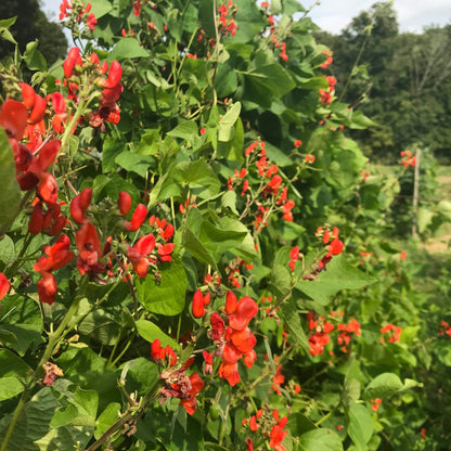 Scarlet Emperor Runner Bean vendor-unknown