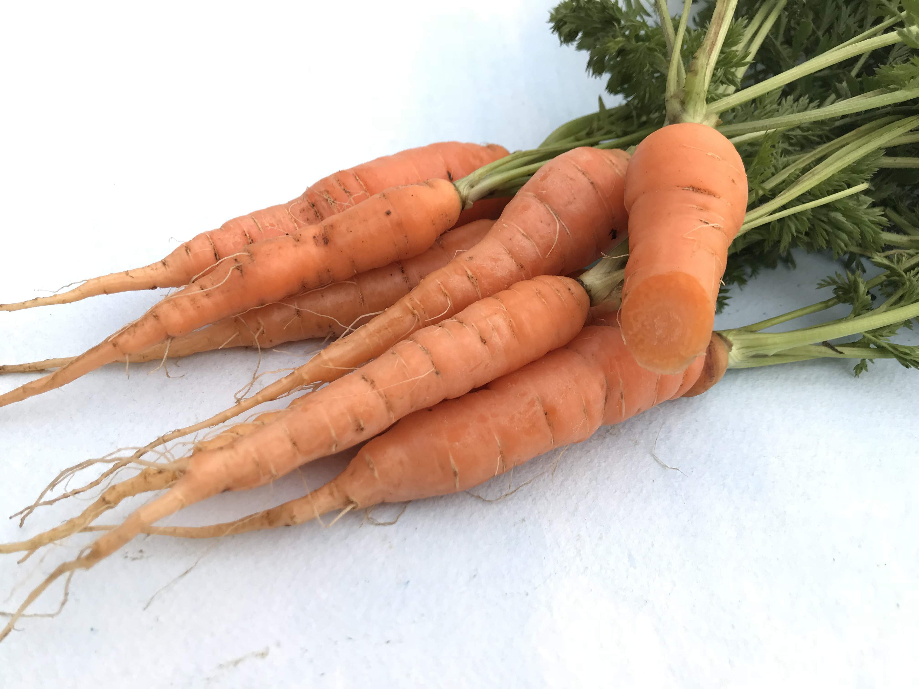 Scarlet Nantes Carrot vendor-unknown