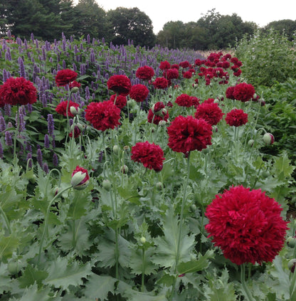 Scarlet Peony Poppy vendor-unknown