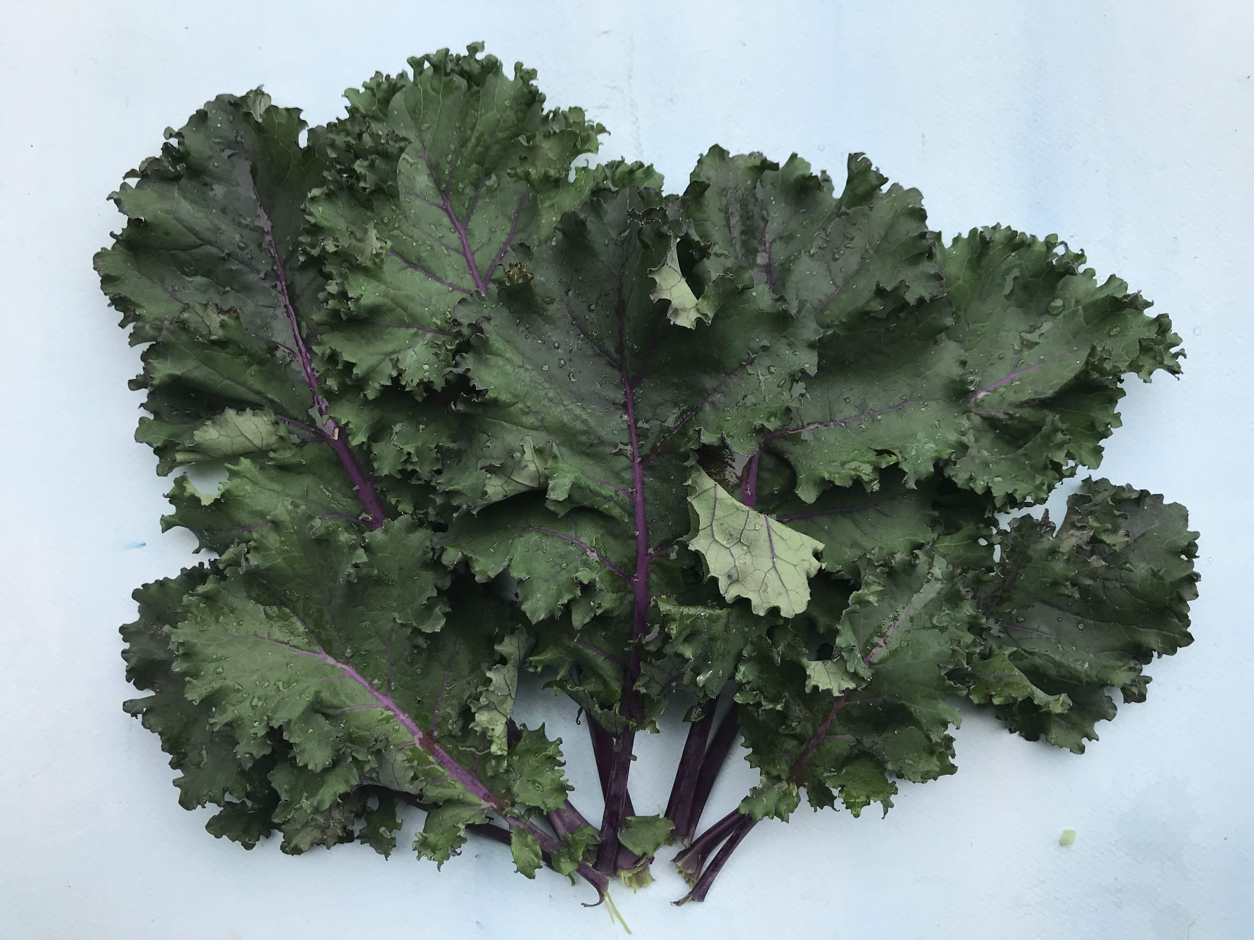 Kale Ridsdale Scarlet Kale Organic Seeds – Hudson Valley Seed Company
