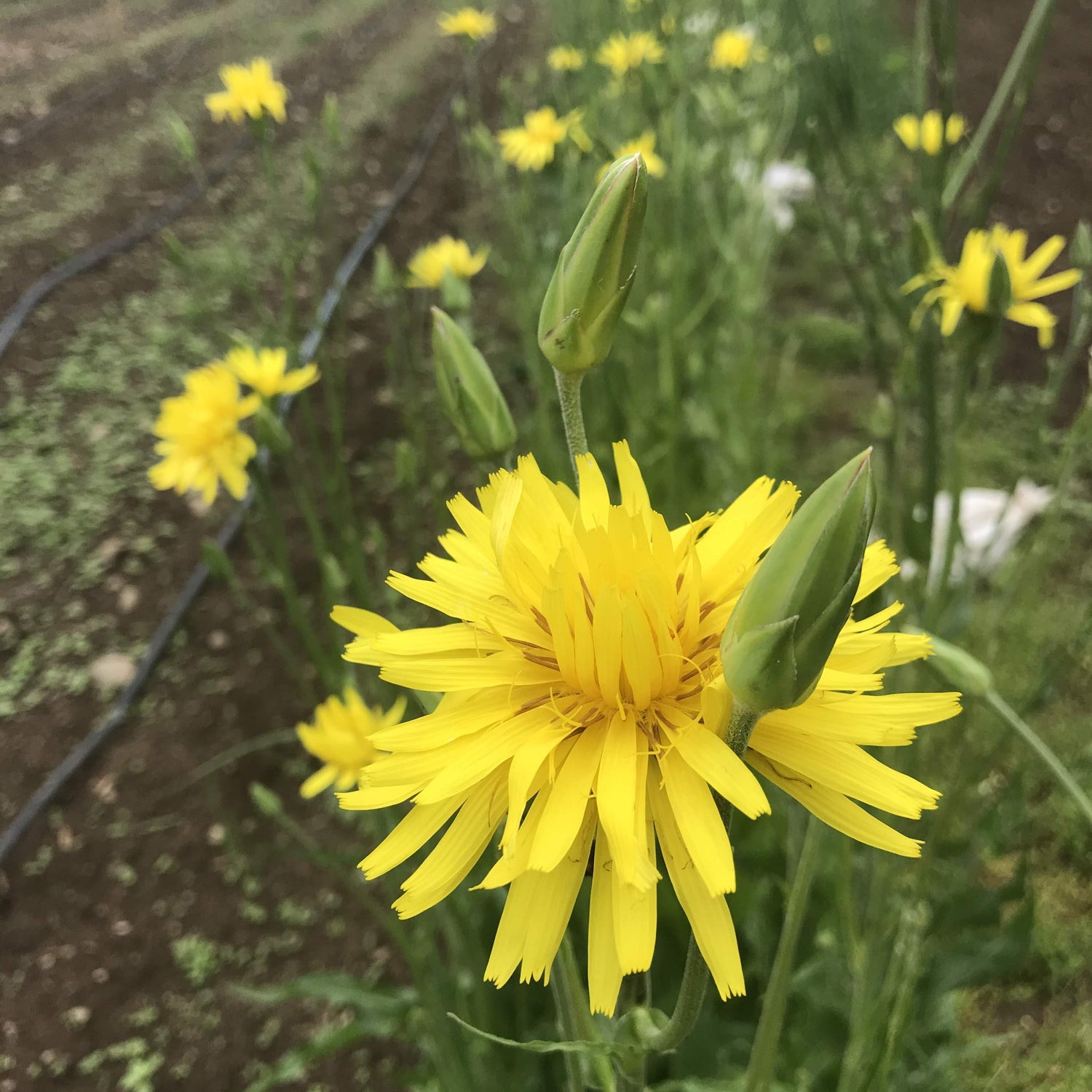 Scorzonera vendor-unknown
