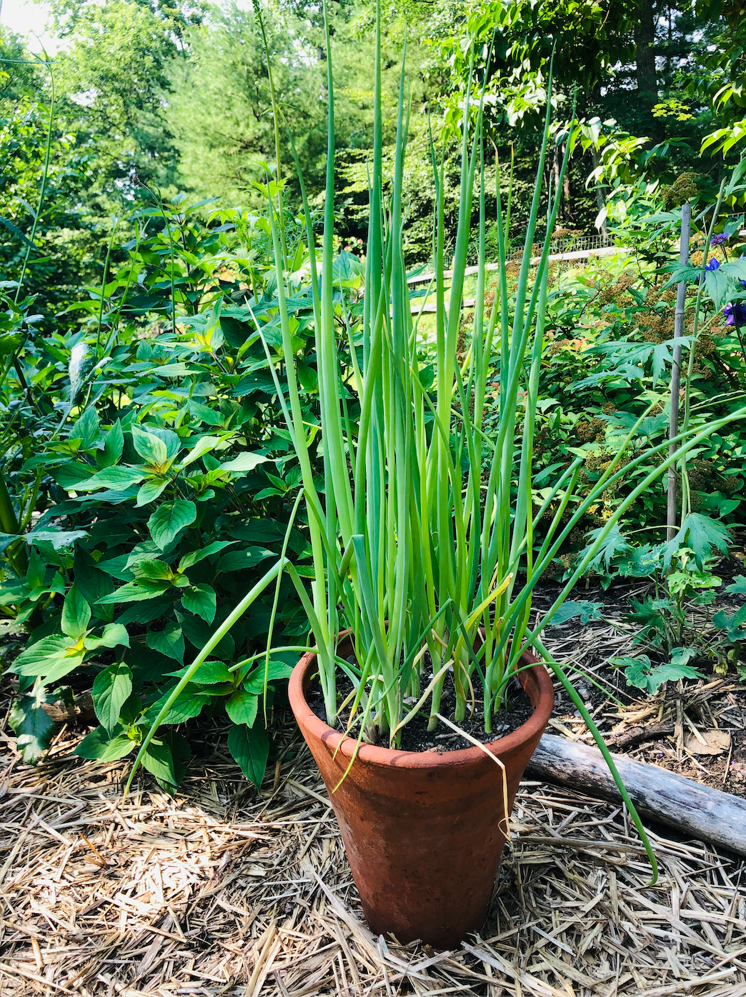 Scallion Tree Garden Grow-How: Succeeding with Alliums – Hudson Valley Seed Company