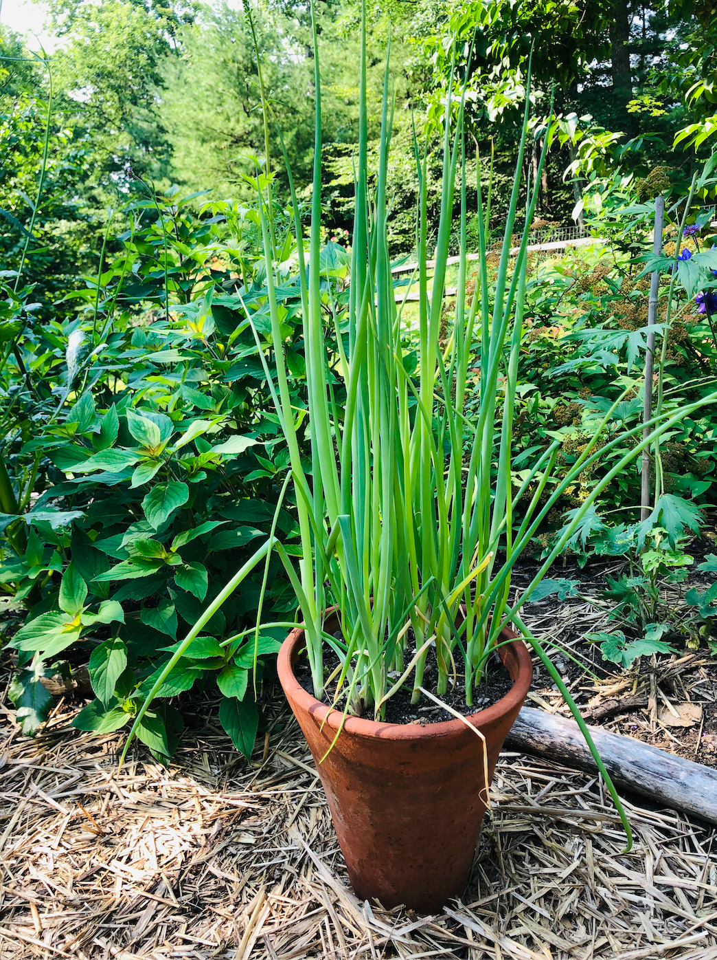 Evergreen Scallion