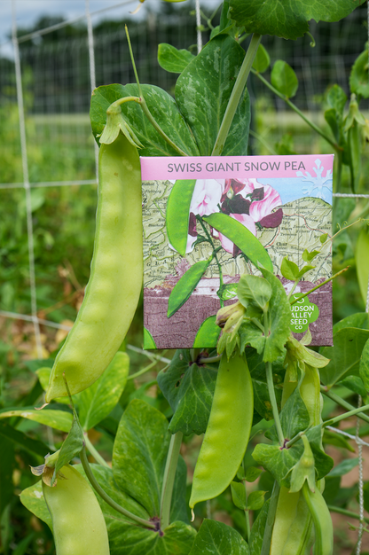 Swiss Giant Snow Pea