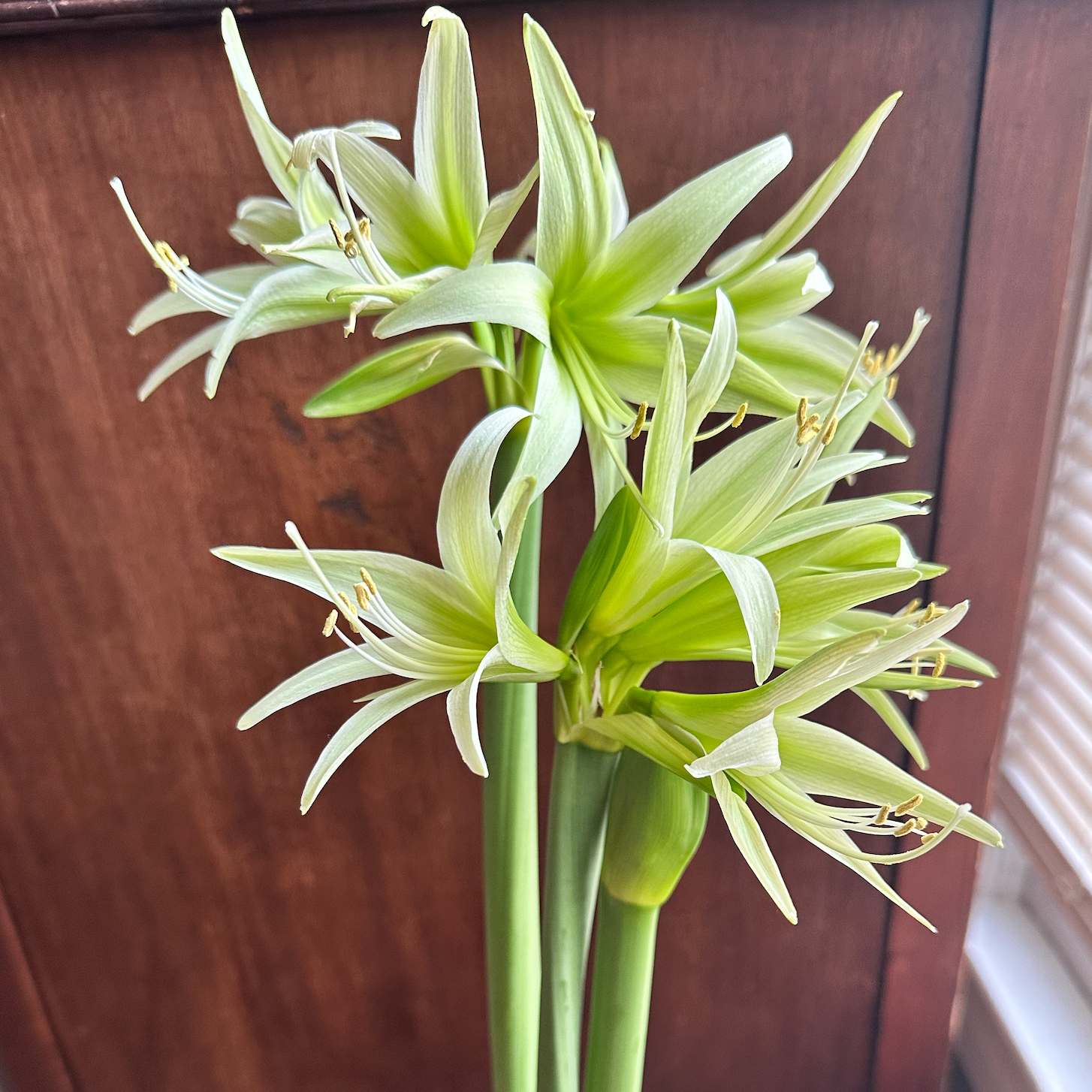 Cybister Amaryllis &