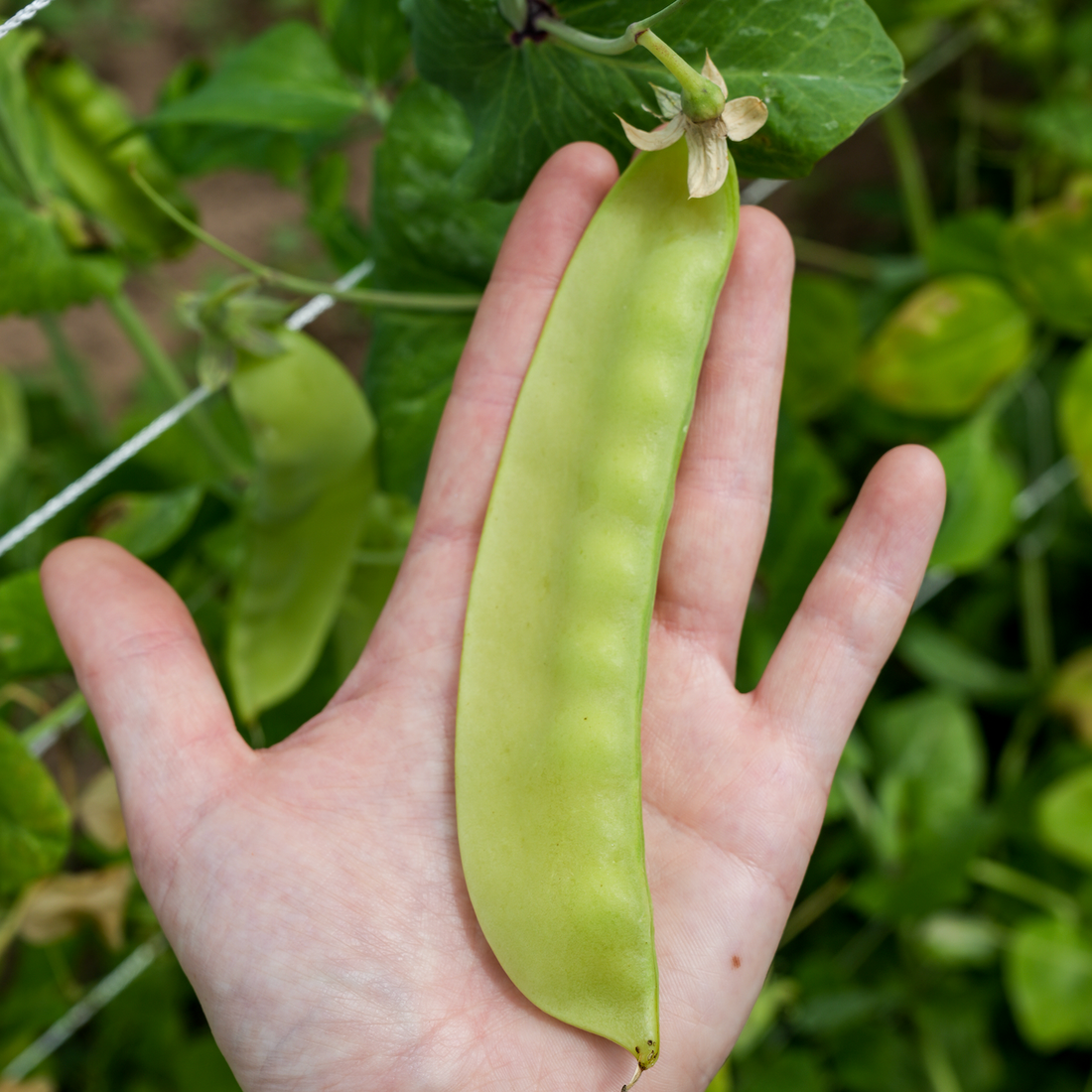 Swiss Giant Snow Pea