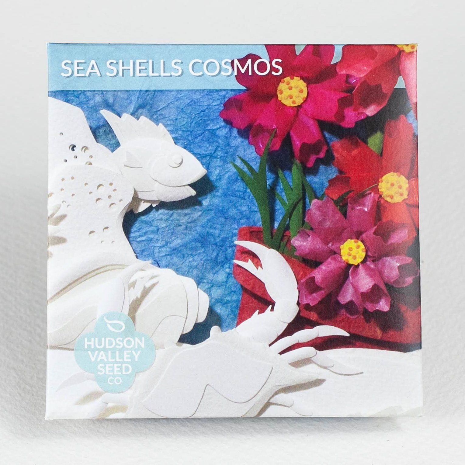 blue cosmos flower seeds Sea Shells Cosmos