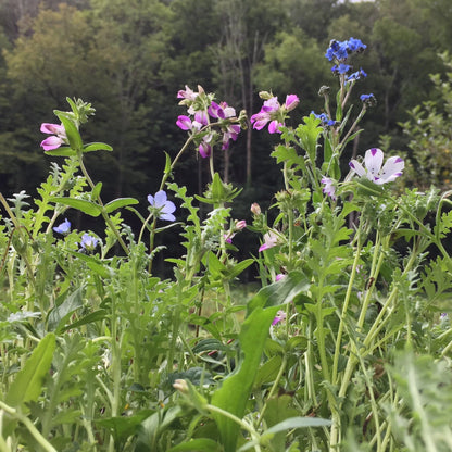 shade flower seed Shade Garden Mix