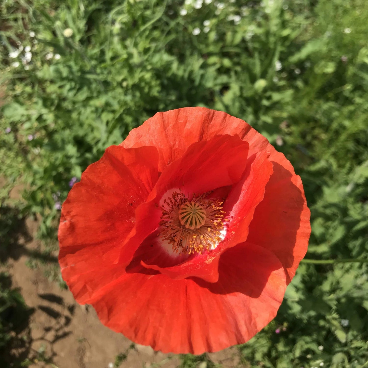 Shady Meadow Mix vendor-unknown